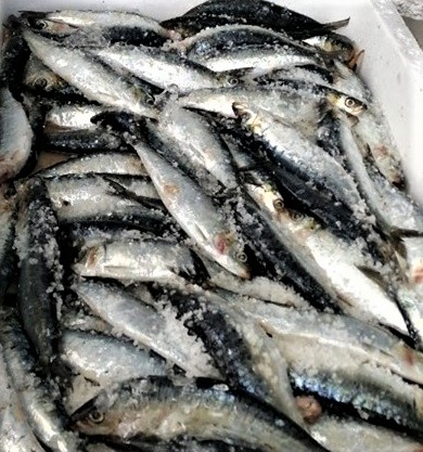 sardinha